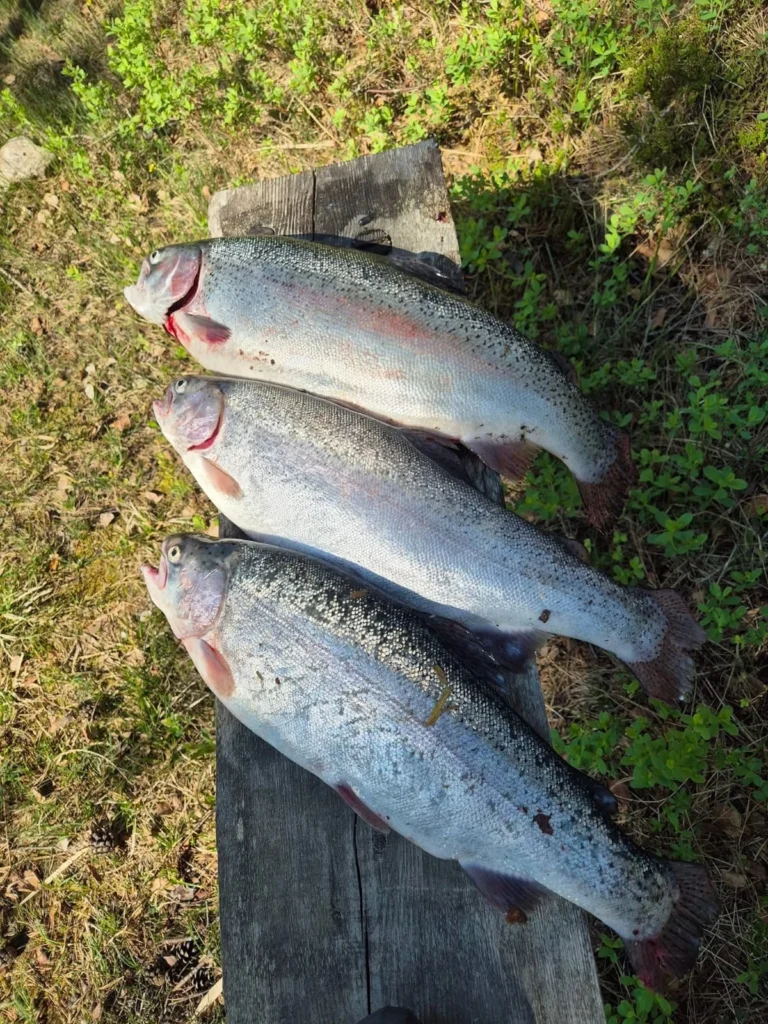 Fiskar från tjärnen