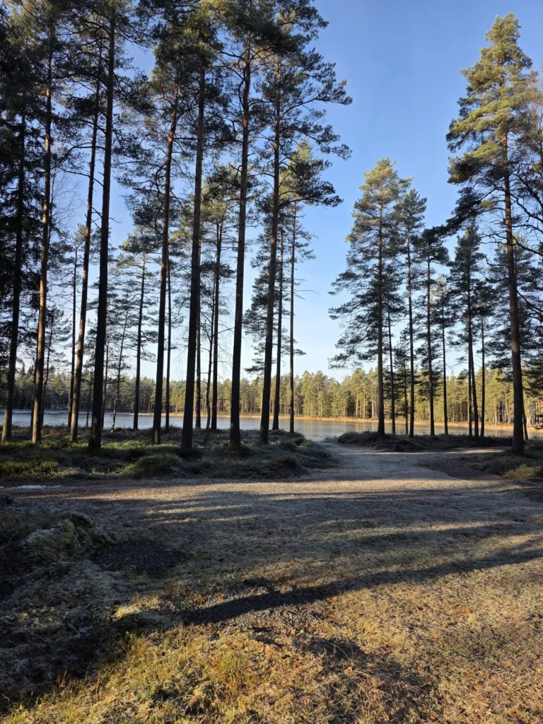 Vackra tallar vid tjärnen